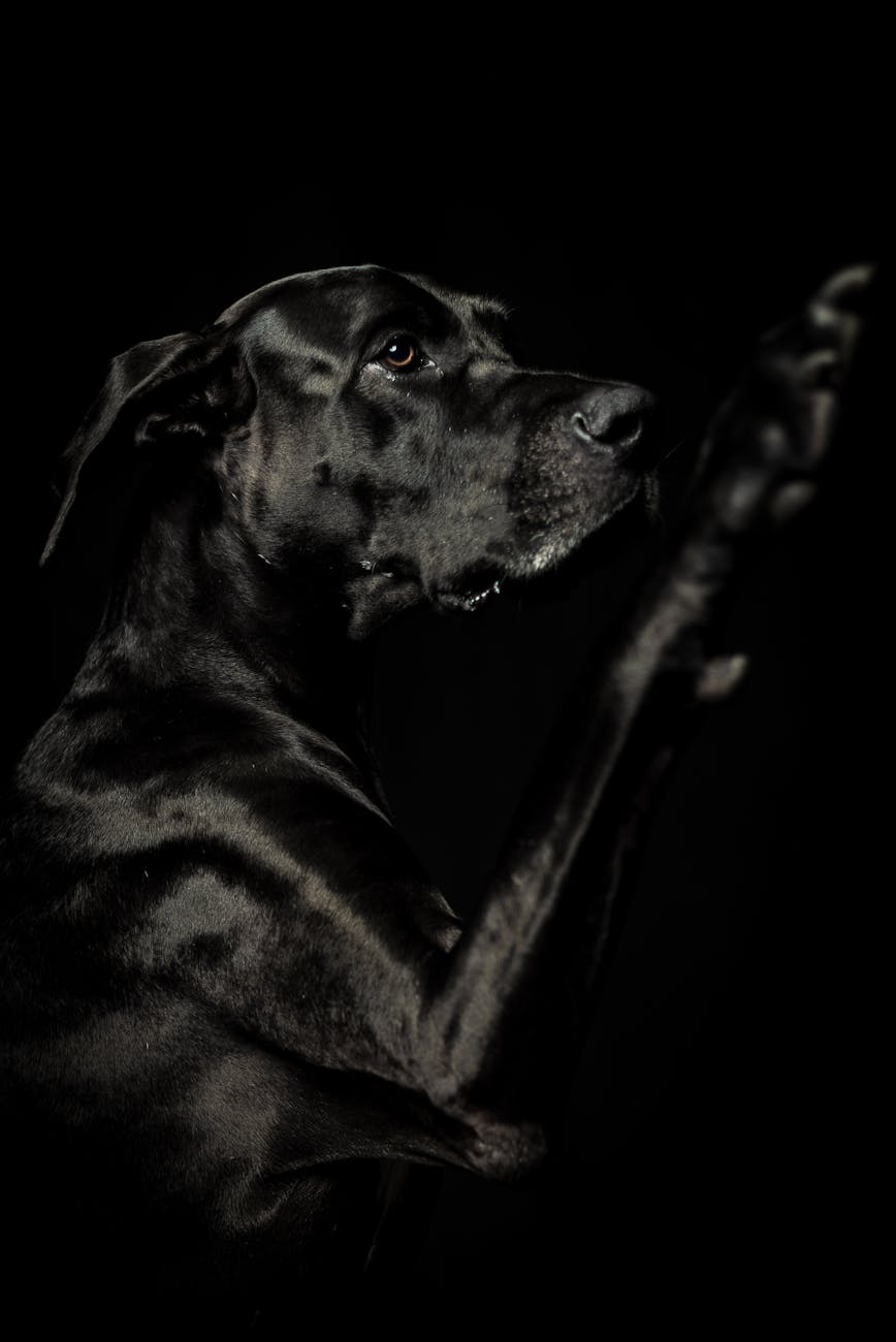 Striking black Great Dane portrait against dark background