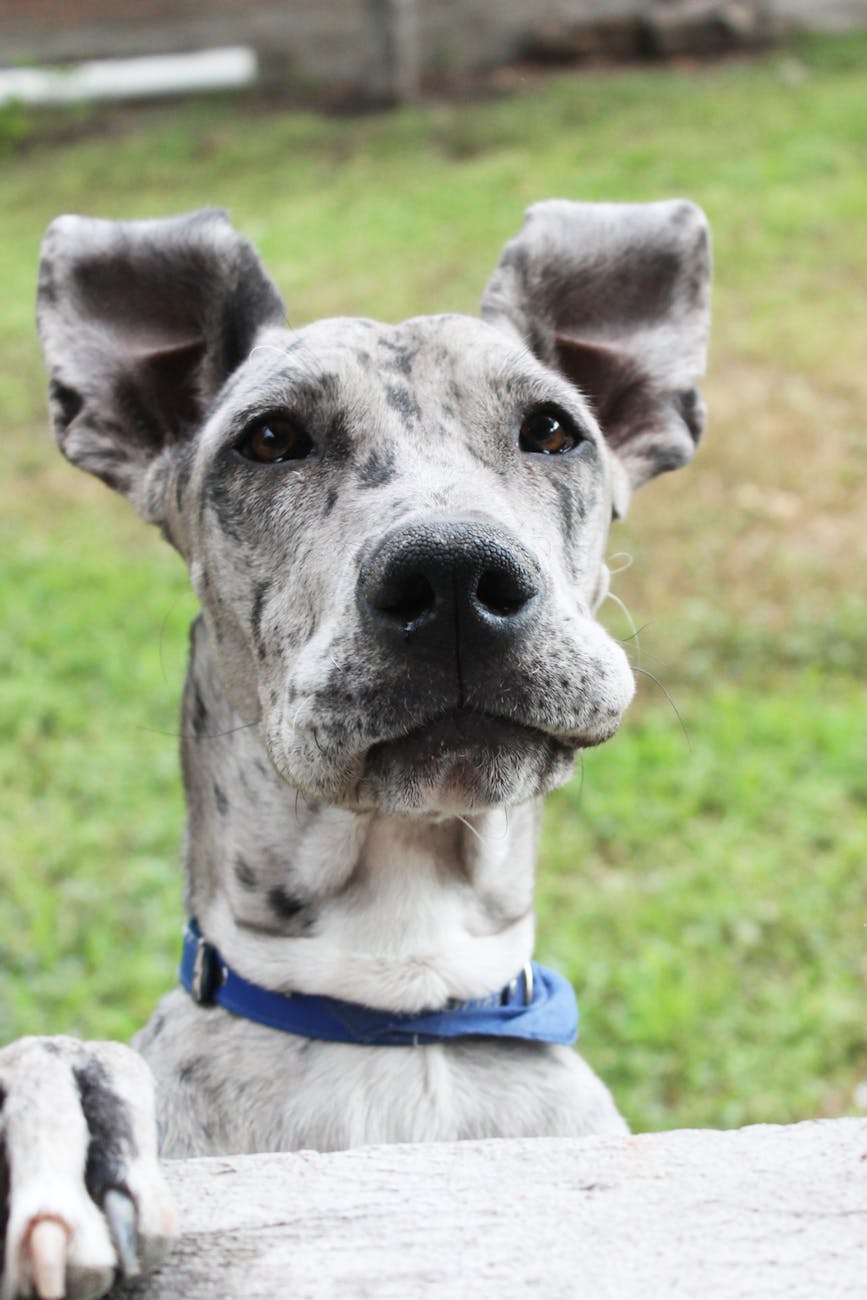 Close-up portrait of a healthy Great Dane with blue collar in outdoor setting