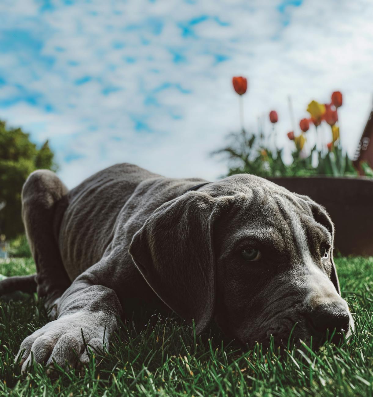 Adorable Great Dane puppy resting on grass with tulips