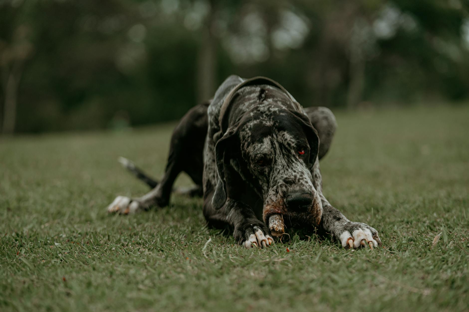 Great Dane lying on grass with playful expression