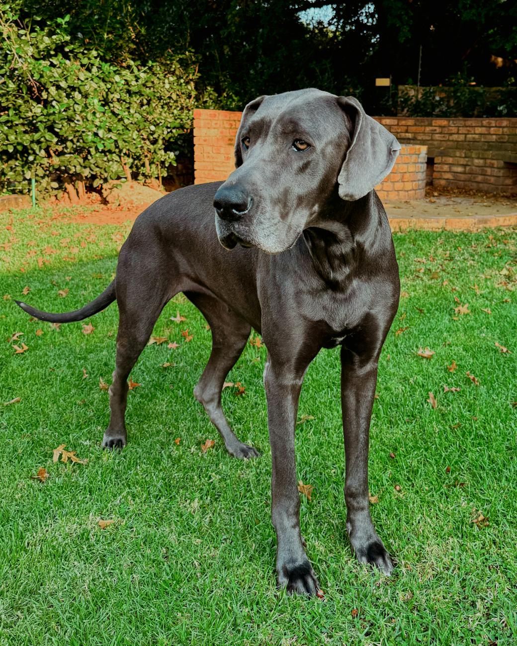 Regal Great Dane standing on sunlit lawn showcasing its elegance