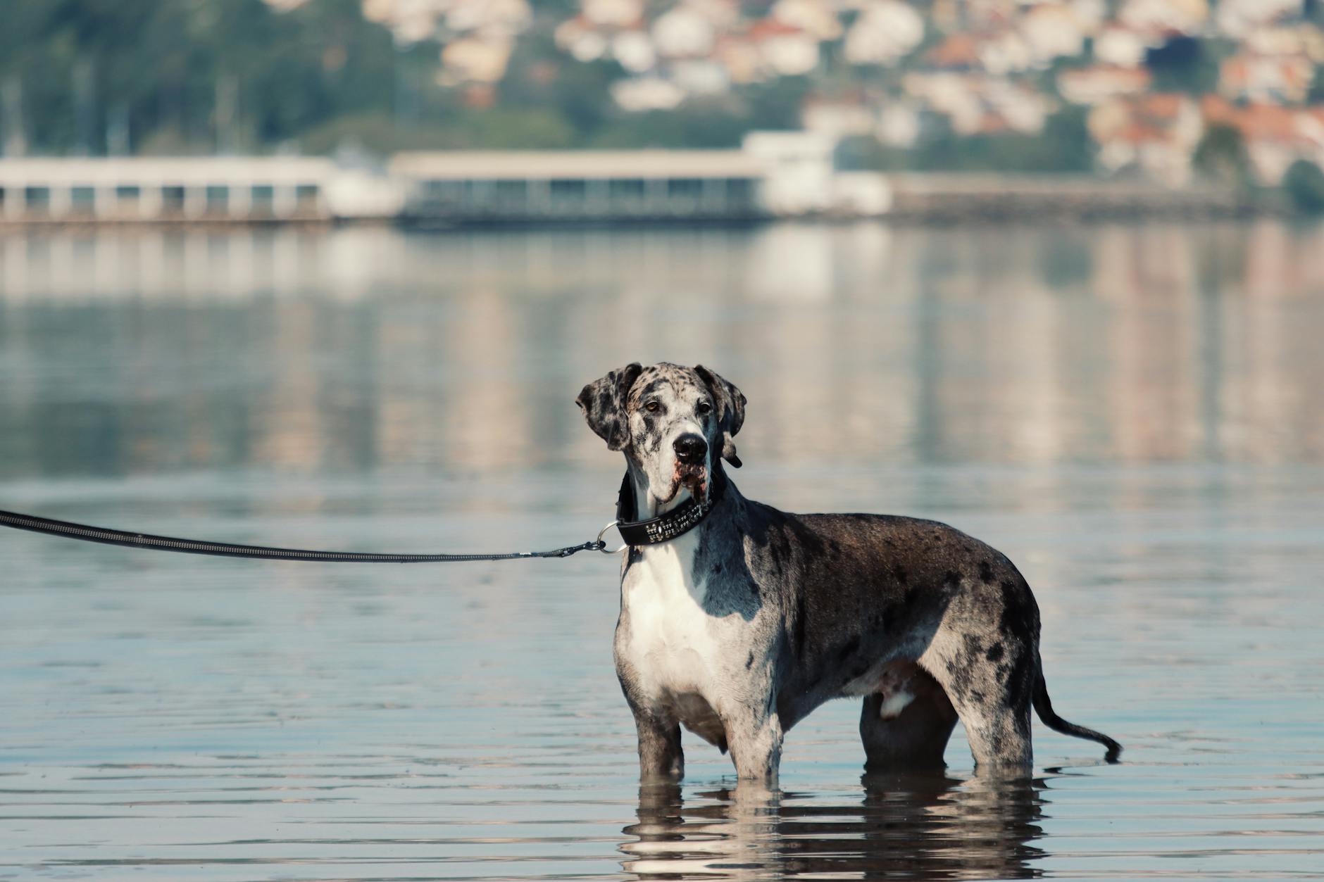 Elegant Great Dane standing by water with cityscape in background